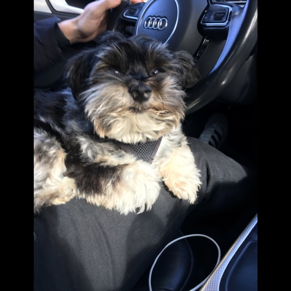 Meet your Posher, Mina , Albert & Baby - Picture 2 of 10